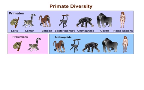 Primate Diversity哔哩哔哩bilibili