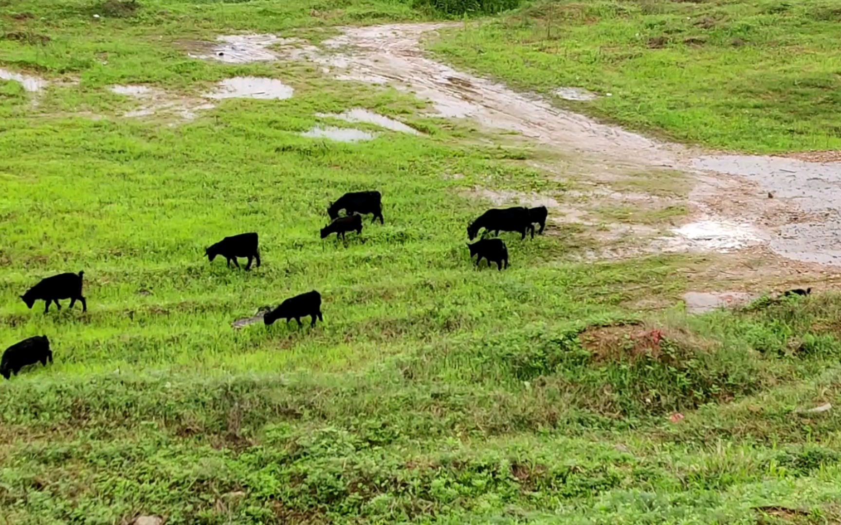 【hl湖南百公里】黑羊群_哔哩哔哩_bilibili
