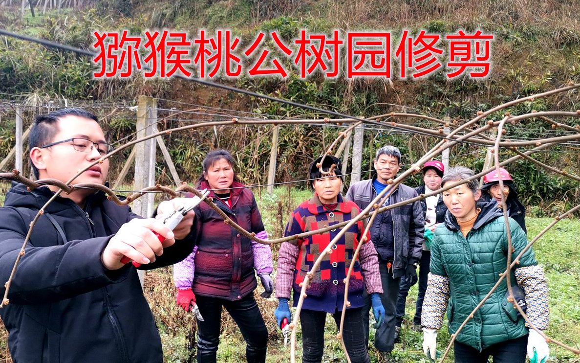 猕猴桃公树园冬季修剪技术,采猕猴桃花粉用