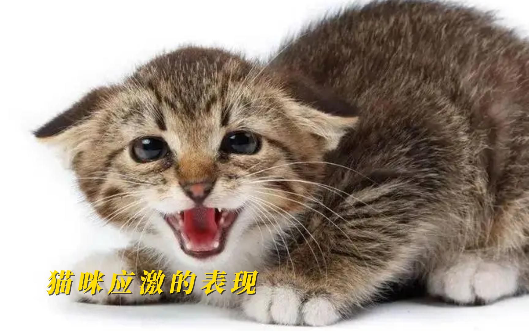 猫咪应激的表现哔哩哔哩bilibili