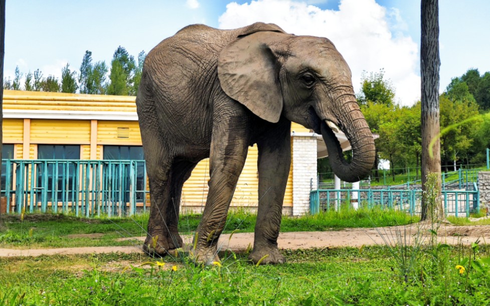 北京动物园非洲象图片