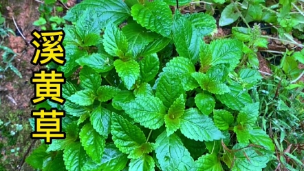 溪黄草一般长在小溪边,我们这里叫它溪边黄