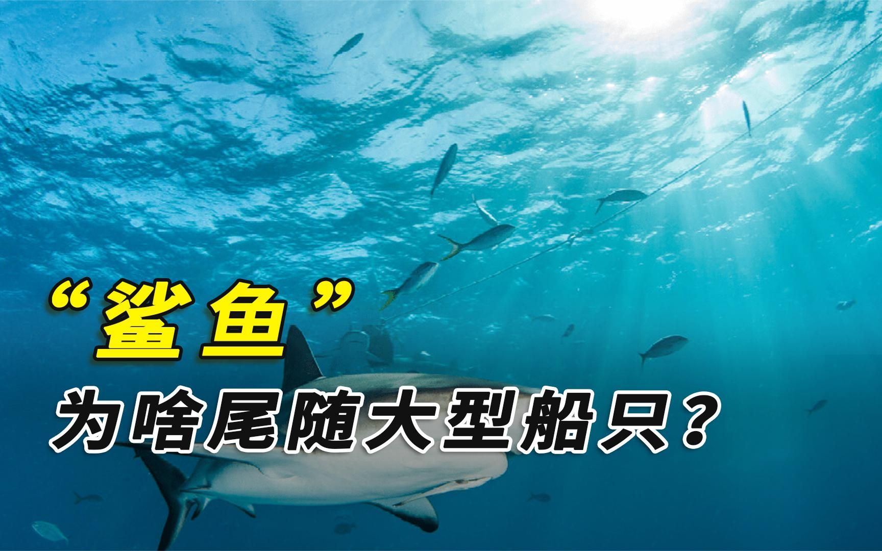 大型船只出海时,后面为啥总有鲨鱼尾随?鲨鱼又为啥害怕海豚?哔哩哔哩bilibili