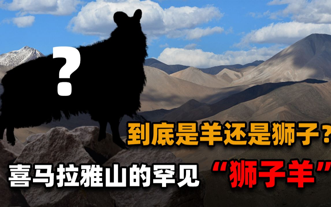 喜马拉雅山的罕见“狮子羊”，硬刚雪豹赶走狼群，却只剩下500头-万物灵熊探-万物灵熊探-哔哩哔哩视频