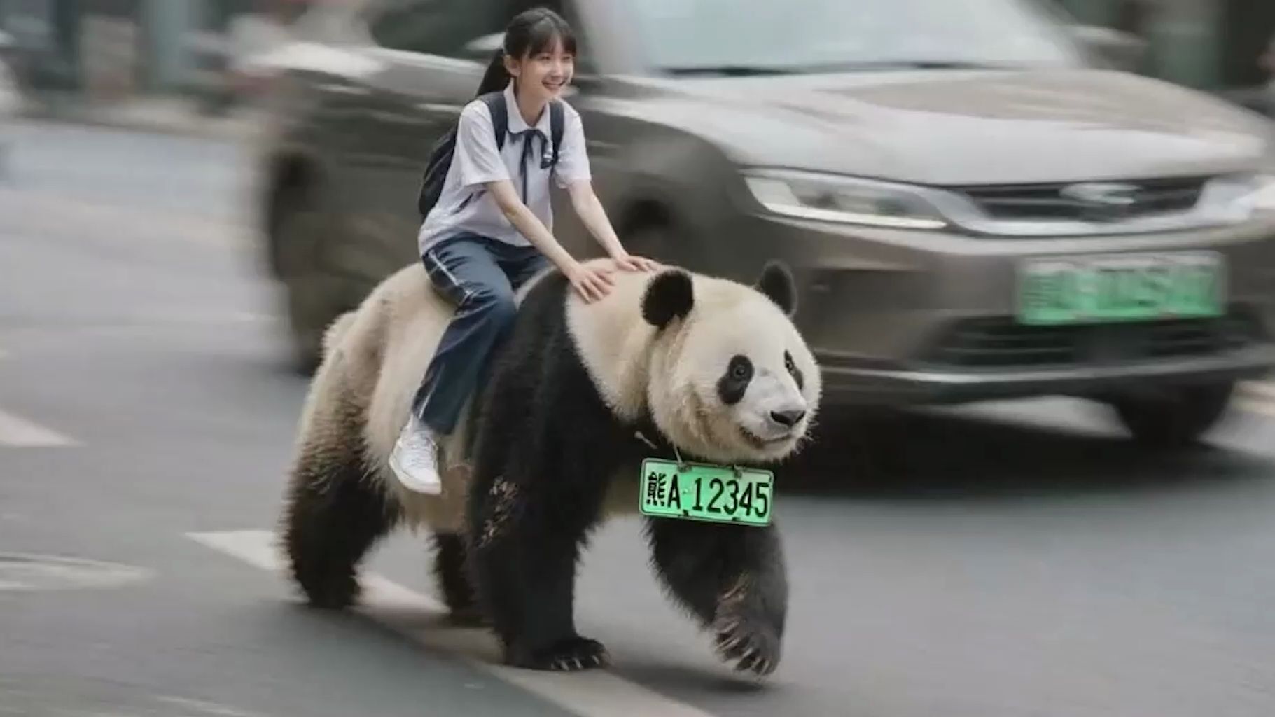 证明四川人骑熊猫上学的珍贵影像