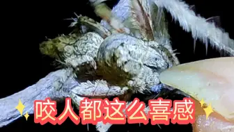 凶凶的好可爱（哈猫蛛）