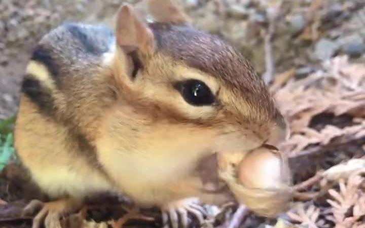 [图]小松鼠剥花生🥜