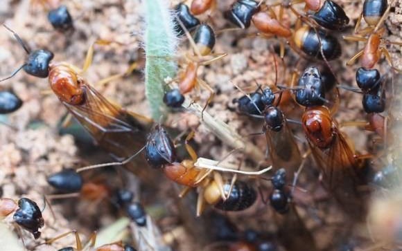 上次说好的橙布弓背蚁开箱入巢