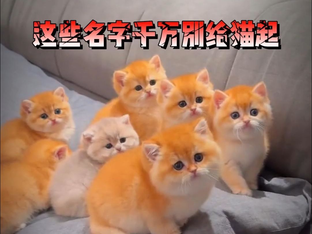 这些名字千万别给猫起哔哩哔哩bilibili