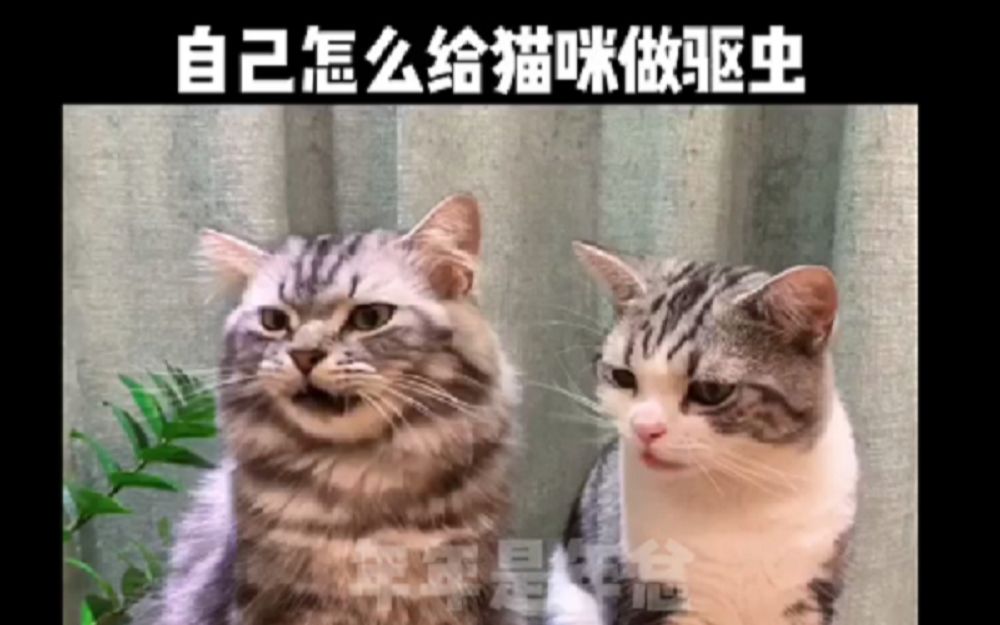 猫咪大宠爱驱虫药使用教程哔哩哔哩bilibili