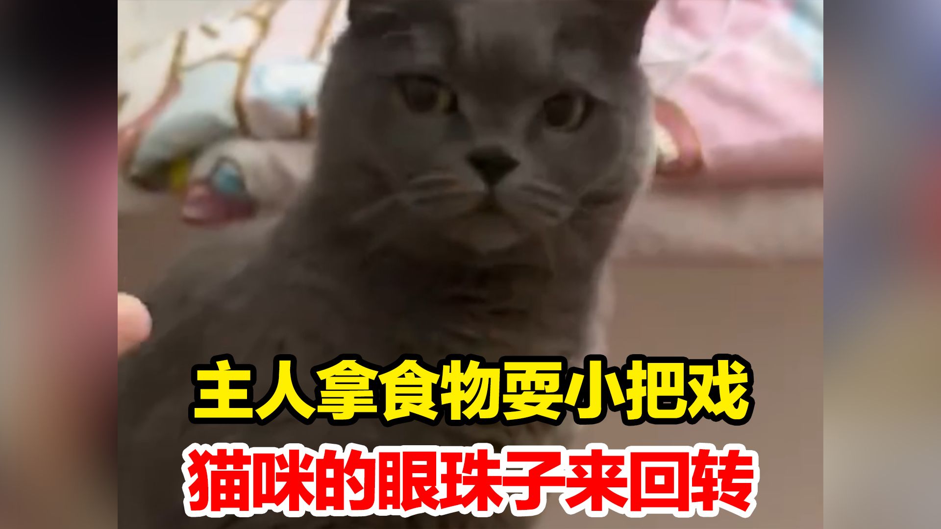 主人拿食物耍小把戏,猫咪的眼珠子来回转 居然真的在思考,“让我想一想 我吃定了”哔哩哔哩bilibili