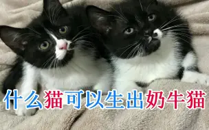 Скачать видео: 什么猫可以生出奶牛猫