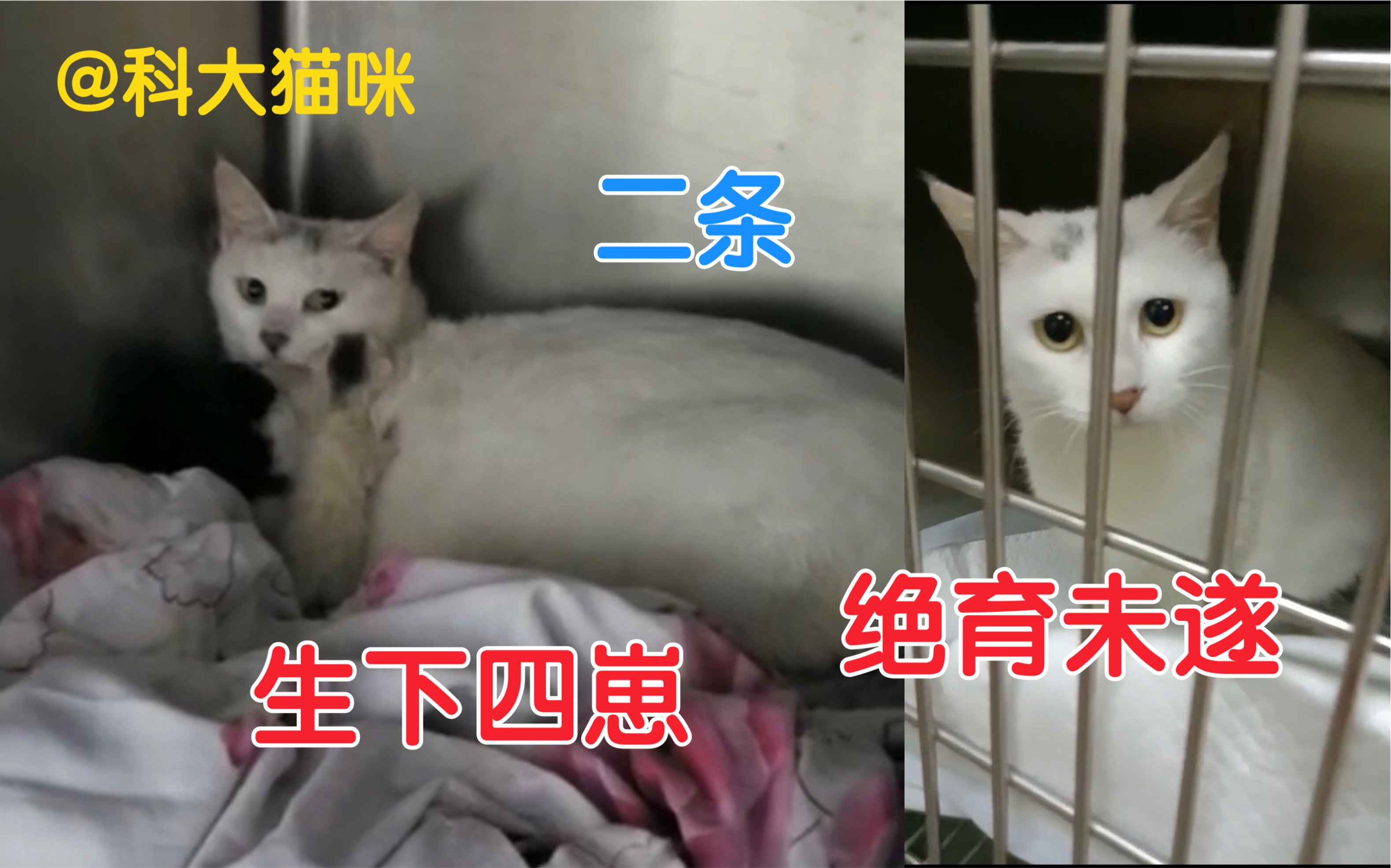 【科大猫咪】准备绝育的二条在医院意外生产 剖腹产后生下四只小奶猫哔哩哔哩bilibili