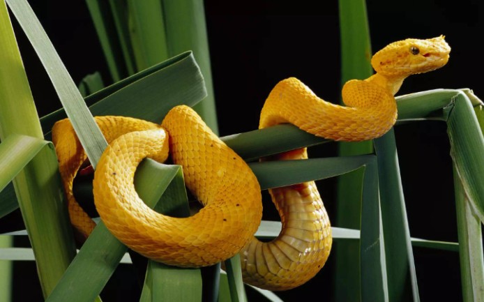 蛇类中的颜值明星:睫角棕榈蝮