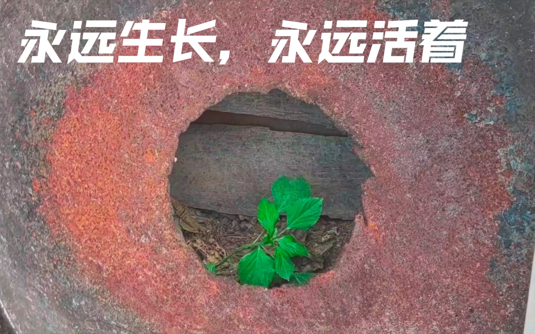 [图]即使身处逆境，周围满目疮痍，我依然是那颗顽强的野草，为了让你们看到希望的颜色我乐意生长。 —— 《关于家乡的小可爱们》