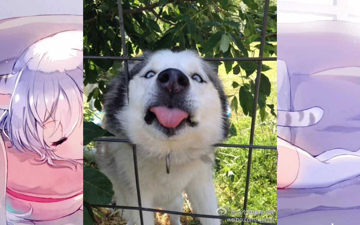 二哈:哎呀妈呀,头卡住了.