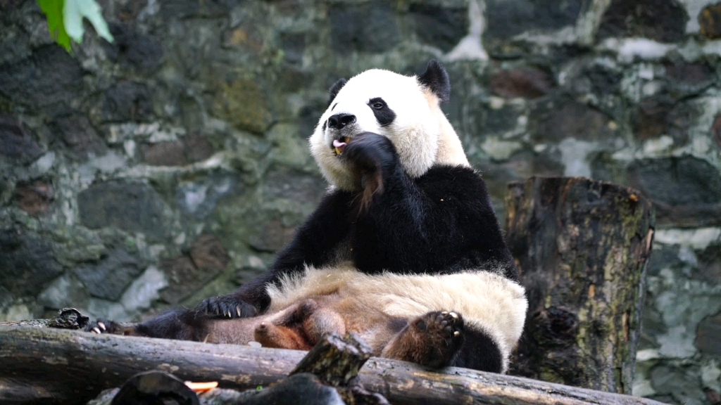 大熊猫娅祥20200730熊猫乐园娅祥