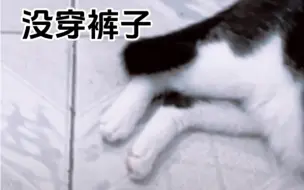 Download Video: 你家的猫是几分裤？！