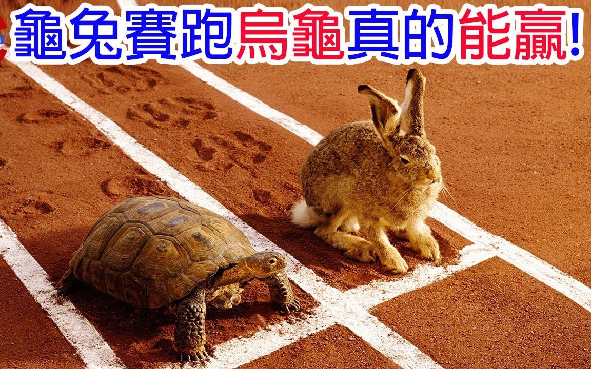 [图][生物放大镜]龟兔赛跑乌龟真的能赢!? | 世界最速龟能战胜兔子? | 伊索寓言不只是故事|搬运