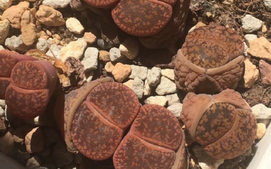 多肉生石花赤阳玉开箱