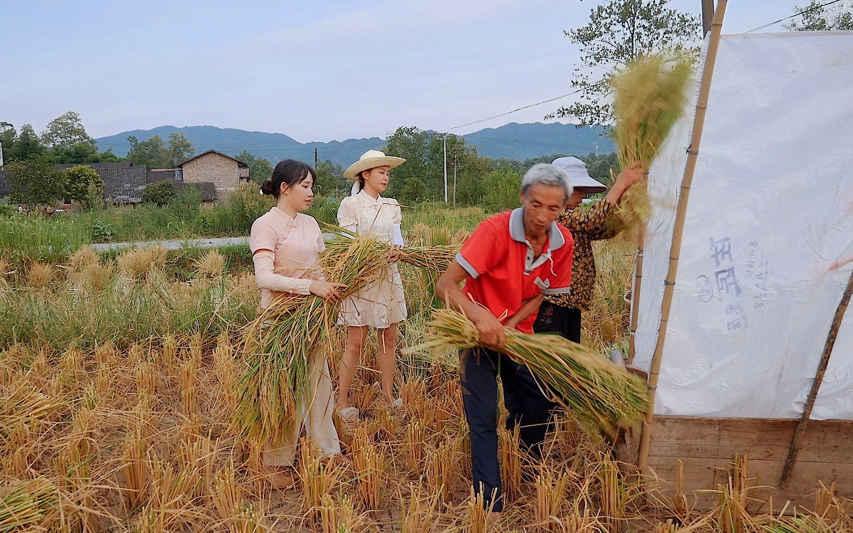 四川农村打谷子了,小田机器去不了,只有人工打,又是一年丰收季