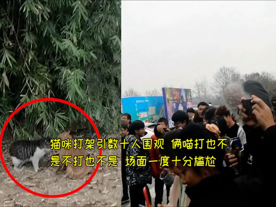猫咪打架引数十人围观 俩喵打也不是不打也不是 场面