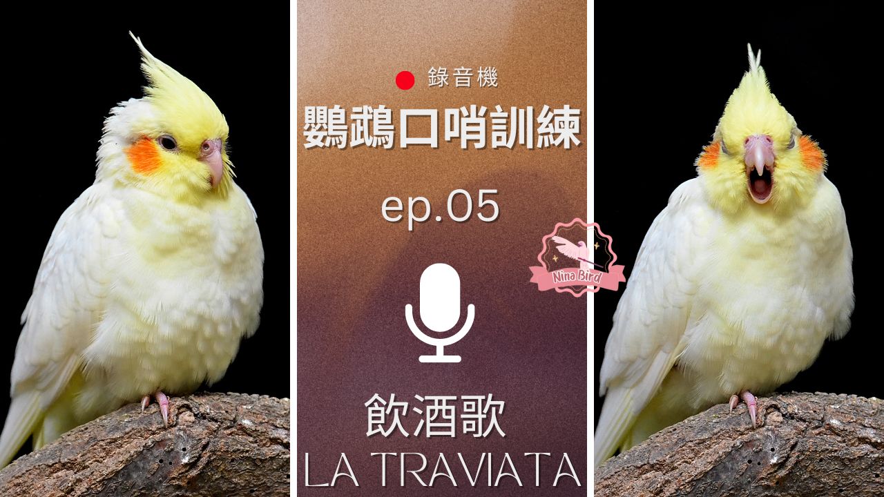 飲酒歌 La Traviata - 鸚鵡錄音機 鸚鵡口哨訓練 小雞網課