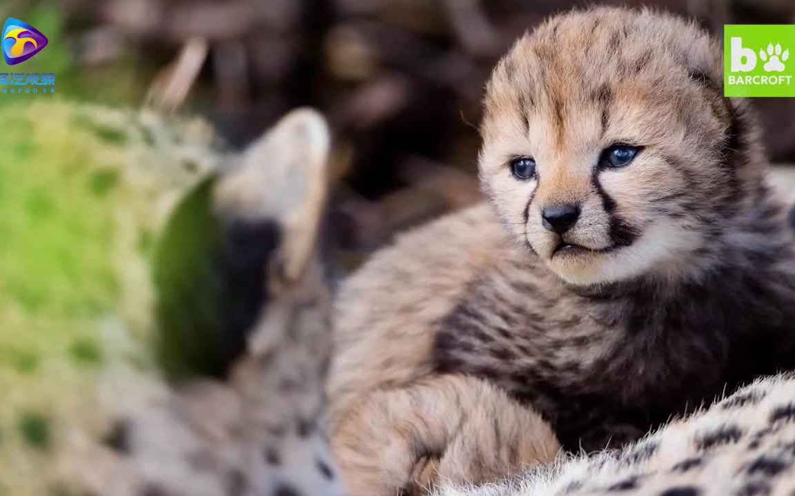 摄影师冒死纪录下野生猎豹幼崽的罕见影像,猫科动物小时候都萌死个人!