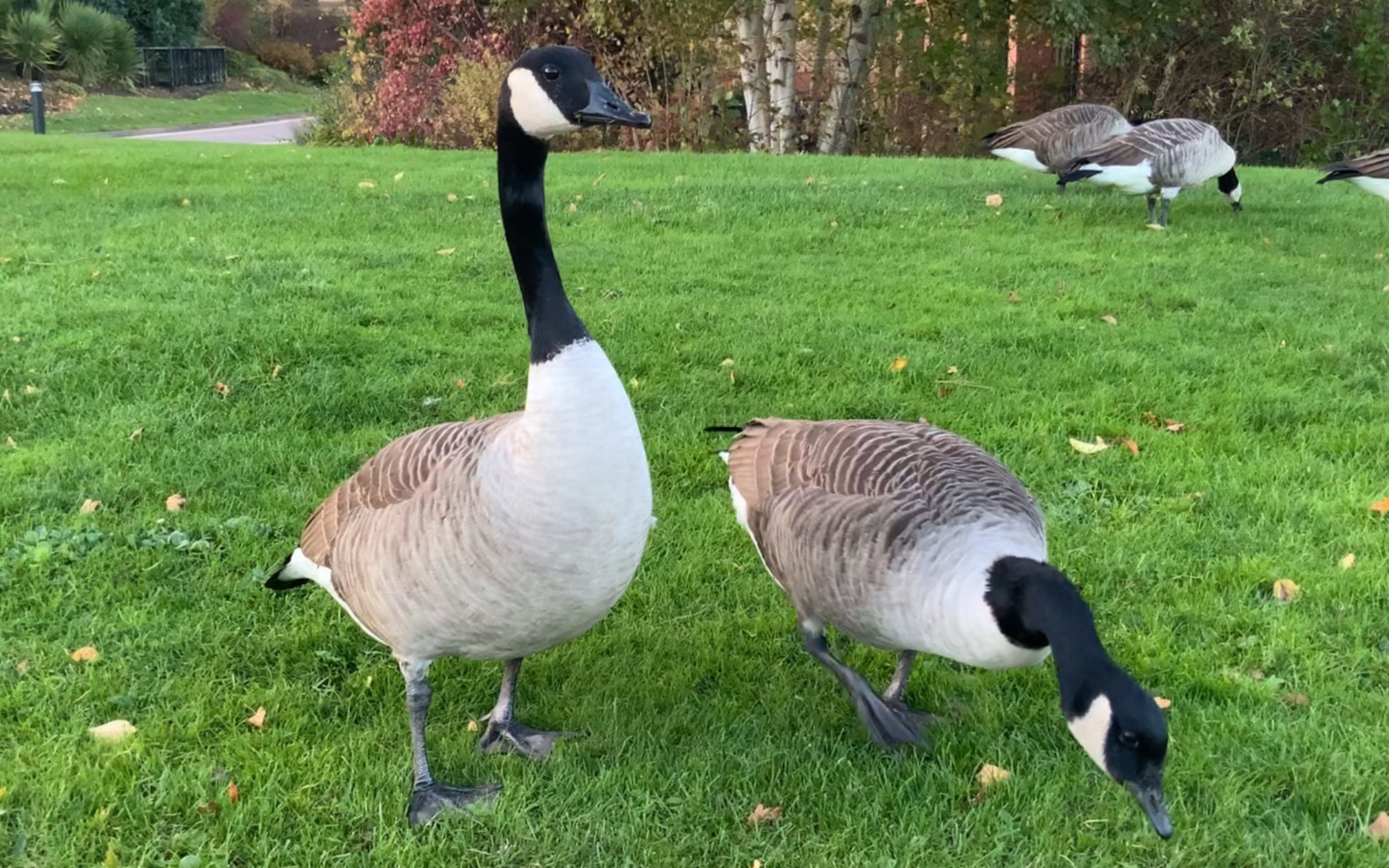 【鹅片】社会大鹅因不遵守交规被当街教育_哔哩哔哩_bilibili
