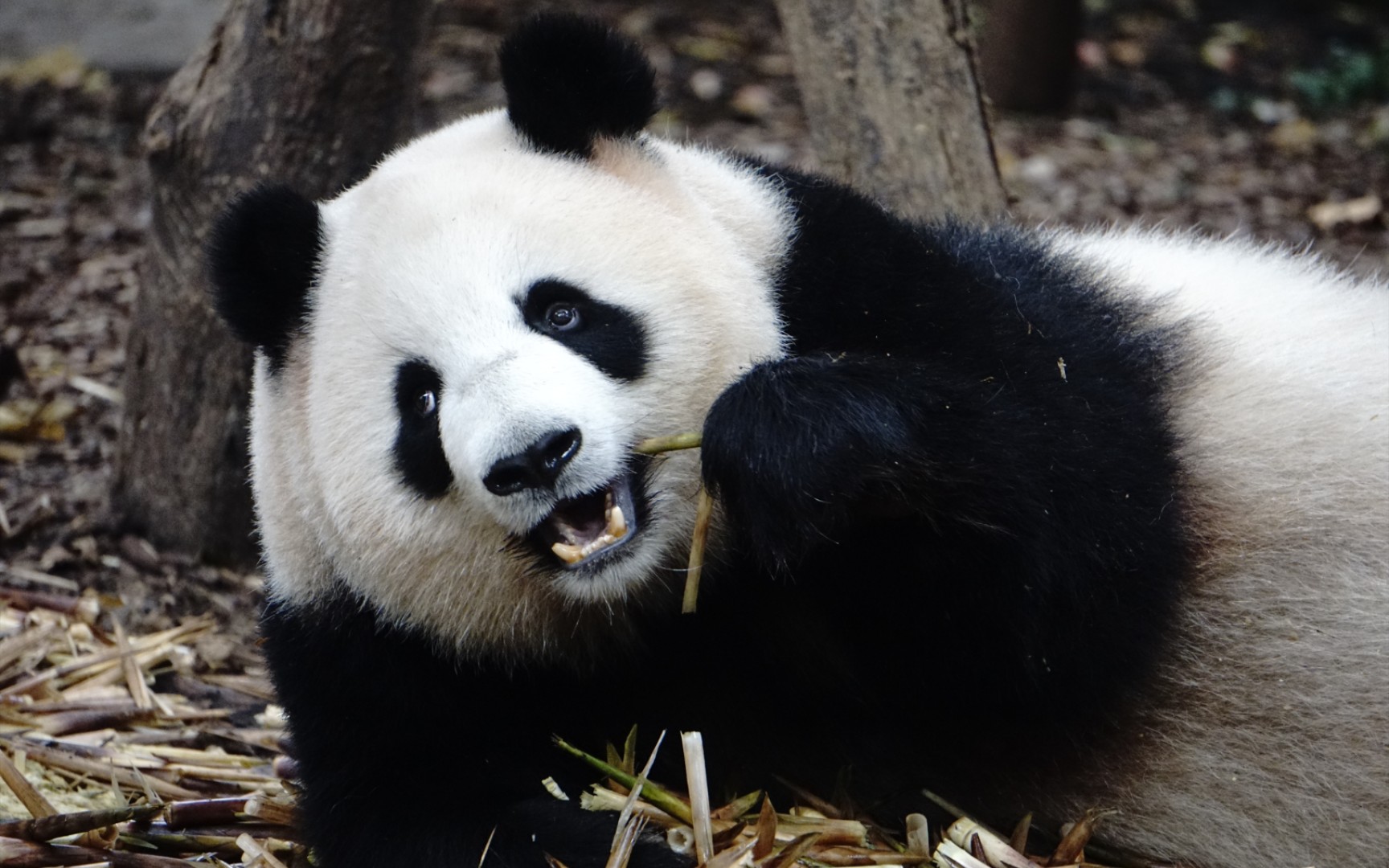 大熊猫娇淼淼娃在架子上打架老母亲边吃边看娃