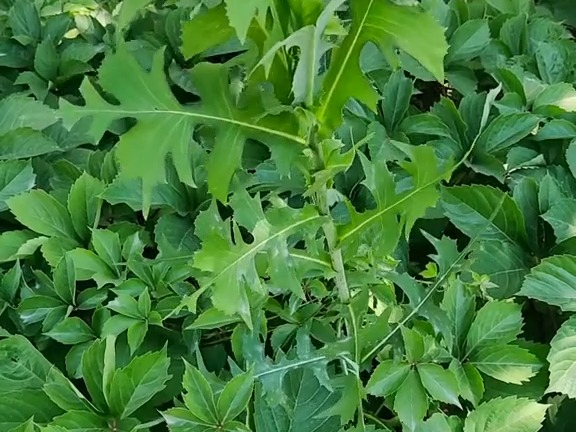 495 翅果菊:菊科草本植物.