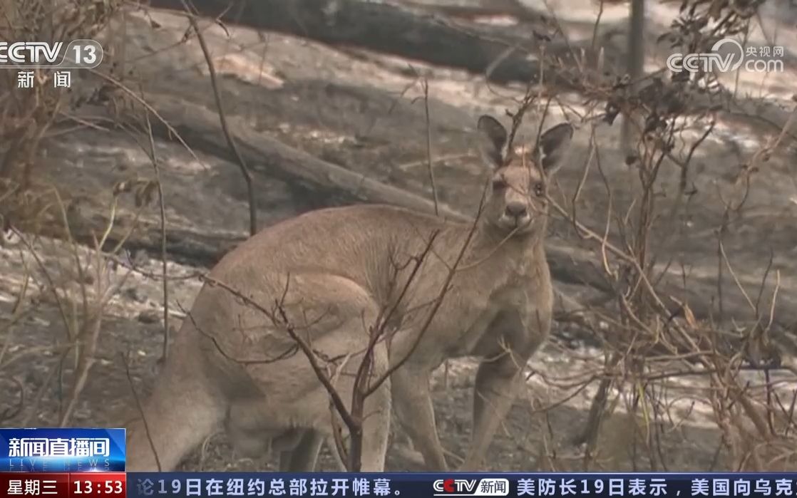 澳大利亚厄尔尼诺和印度洋正偶极子现象已同时出现哔哩哔哩bilibili