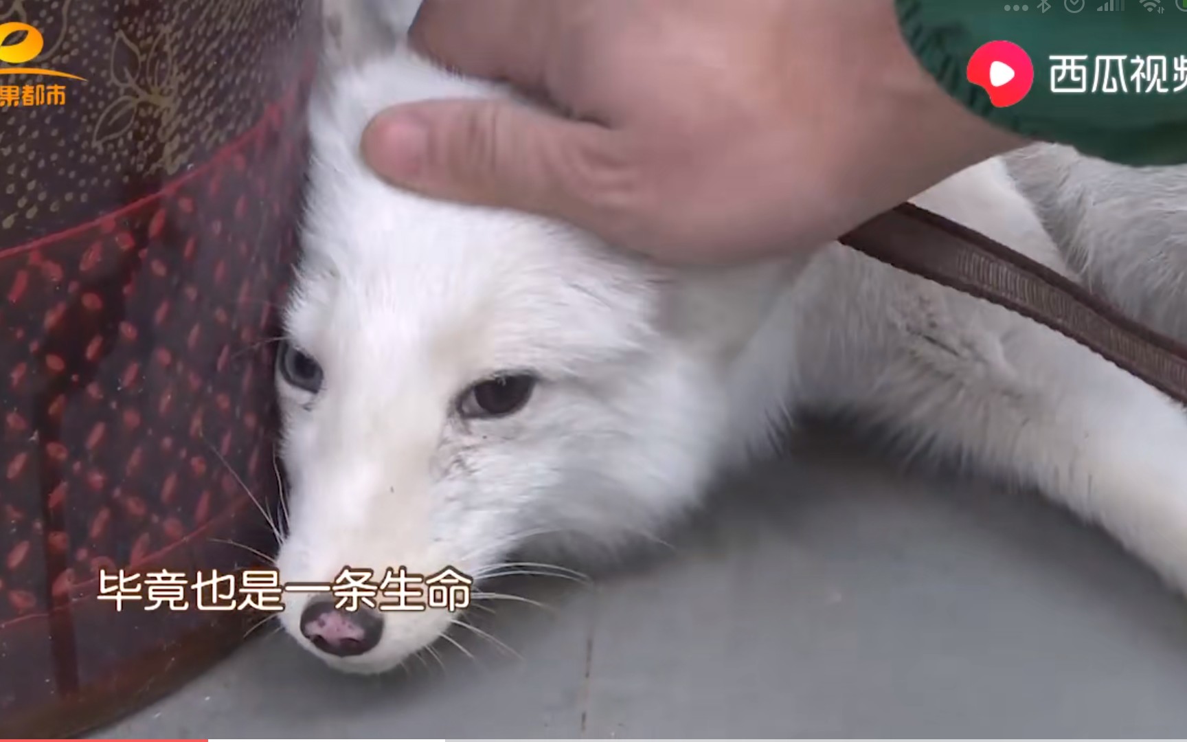 远看像条狗近看像条狗怎么拉都不走这啥狗狗无奈人家是狐狸