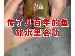 Tải video: 【微拍堂】传了几百年的鱼 放水里会动