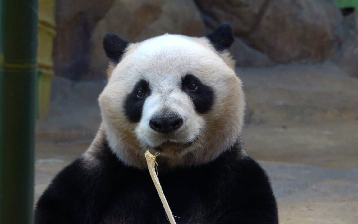 【大熊猫酷酷】酷酷的超可爱大眼睛!
