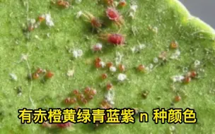 Tải video: 植物常见的5种虫害整理分享