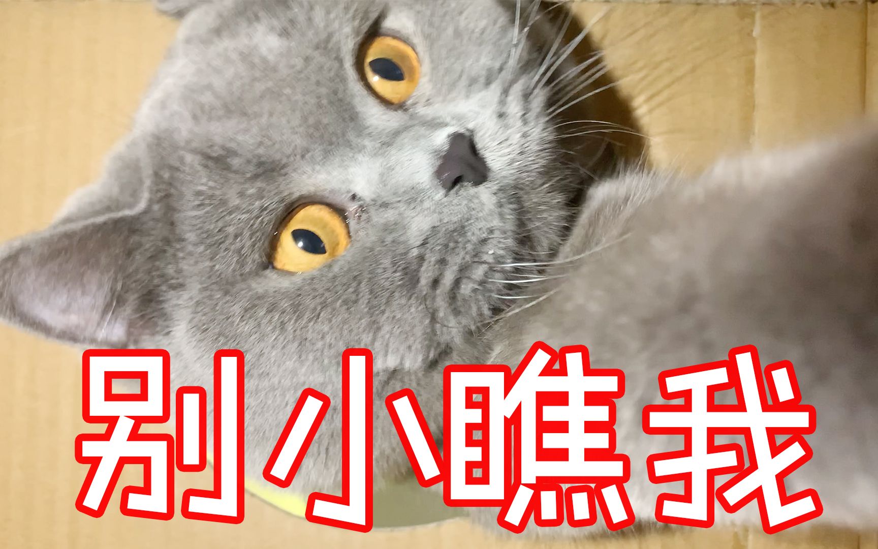 主人想尽办法为难贪吃的猫咪,猫在边缘多次试探后,还是下手了