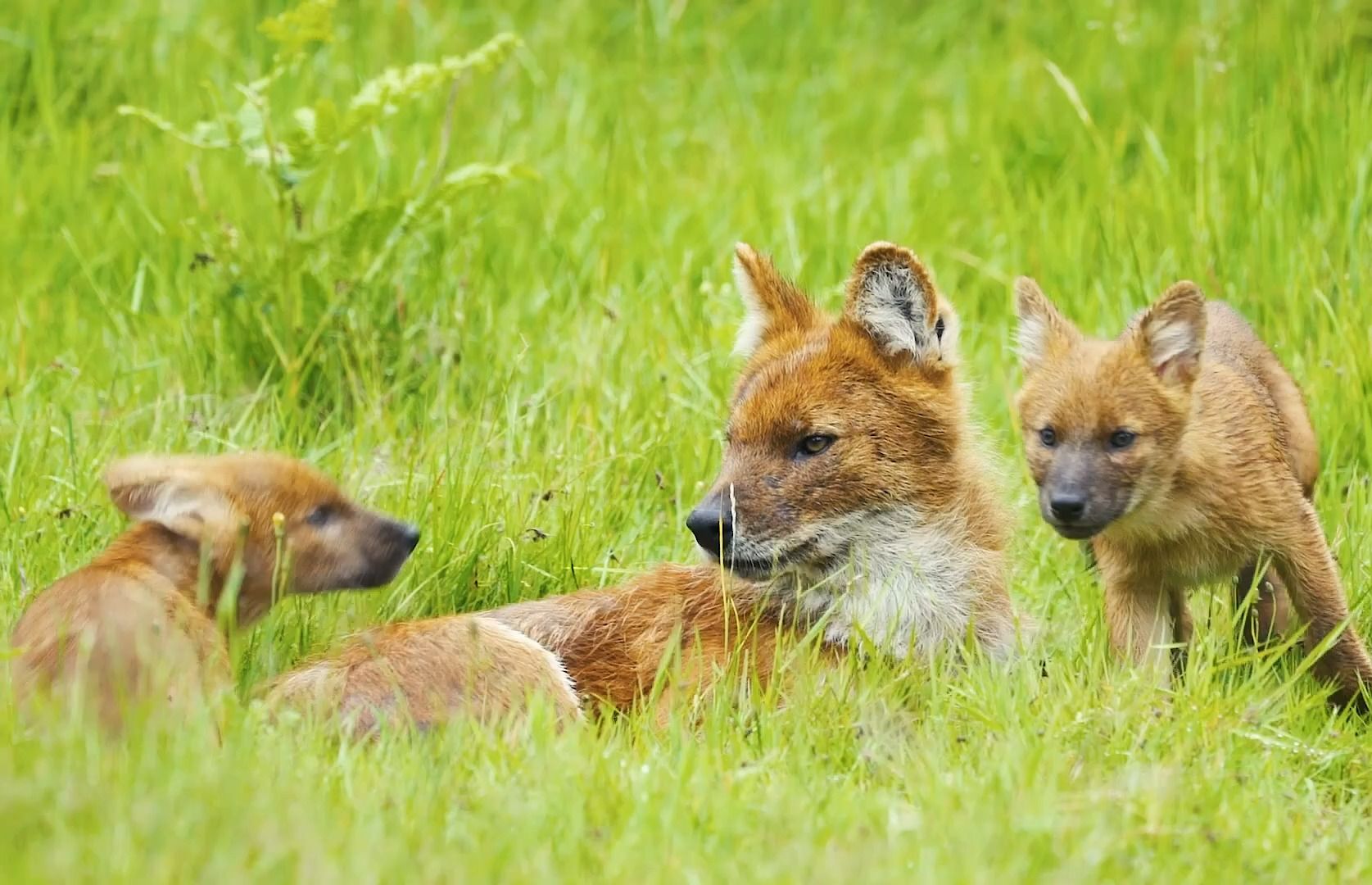 dhole pups born at west midland safari park