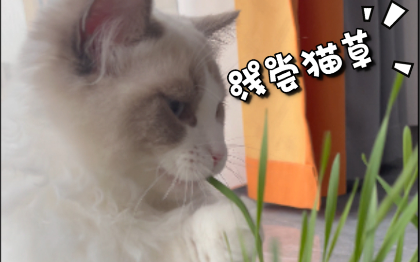 猫草种子长高了 给小猫咪尝尝鲜哔哩哔哩bilibili