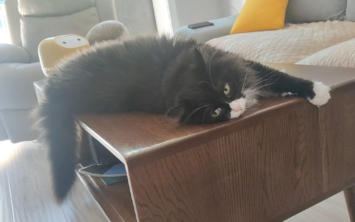 在家无聊的饼饼