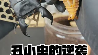 惊现奇怪虫蛹