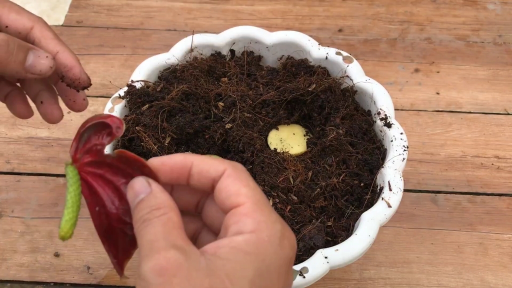 试着用半朵花种植红掌,成功生根发芽!