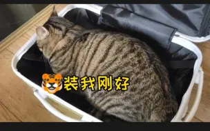 Скачать видео: 狸花猫有多大，一个行李箱勉强装下！