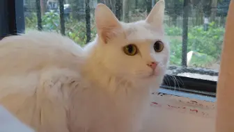 高雅咏唱 一群烤肉man 除了我 唱起了豪俊金曲 哔哩哔哩 Bilibili