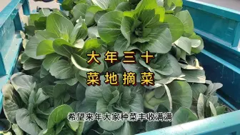 Descargar video: 大年三十菜地摘菜送亲朋好友