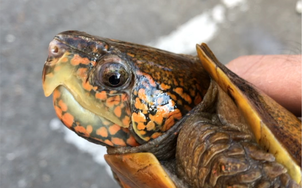 小红头鹰嘴龟,潜力无限