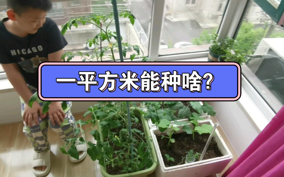 [图]种菜分享，种植西红柿第二年