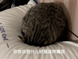 Descargar video: 好 ？猫 ？这 ？样 ？睡 ？