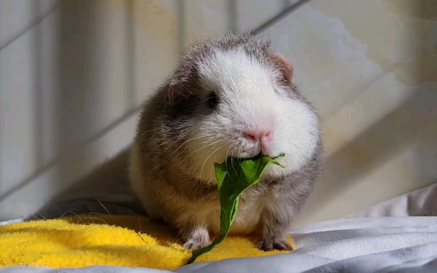 原来是个小短腿啊#吃播#美泰#荷兰猪