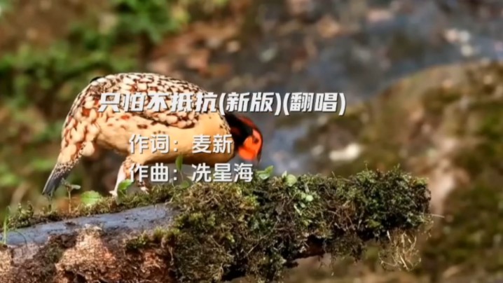 只怕不抵抗(新版)(翻唱)